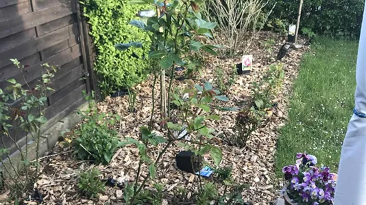 Andelsboliger til salg i Odense N - billede 21